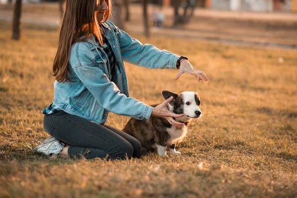 Happy Corgi pies z właścicielem Szkolenia w parku letnim — Zdjęcie stockowe