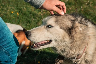 Bir adam köpeğini okşuyor.
