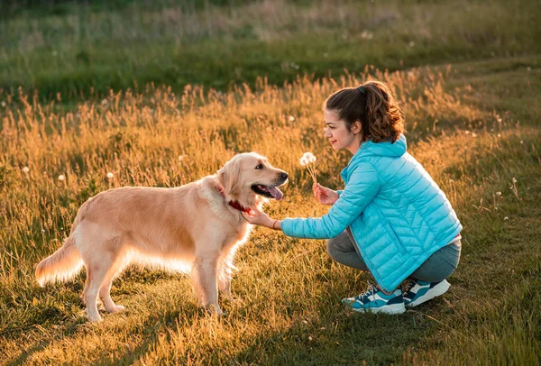 Młoda dziewczyna z dużym psem golden retriever i mniszkiem lekarskim na łąkach — Zdjęcie stockowe