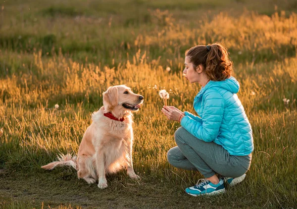 Young girl with big golden retriever dog and dandelion on grassland — Stock Photo, Image