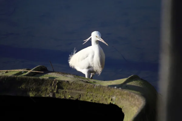 Mer peu profonde, magnifique réservoir naturel — Photo