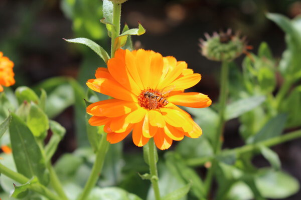 Bee on flower