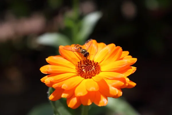 Bi på blomma — Stockfoto