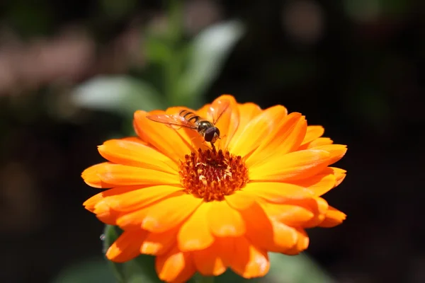 Bee op bloem — Stockfoto