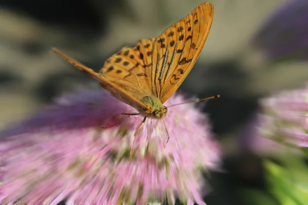 Flapping of the wings of a butterfly — Stock Photo, Image