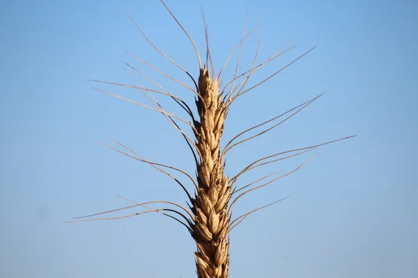 The field — Stock Photo, Image