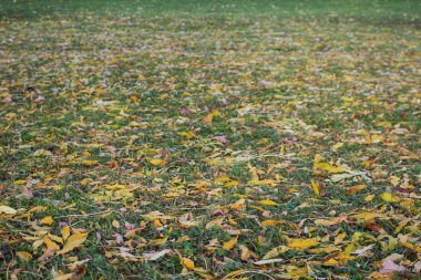 Sonbahar Yaprakları