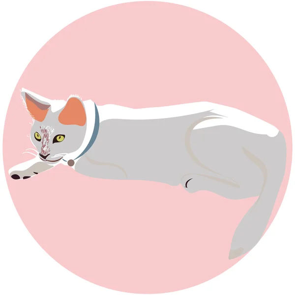 Eine weiße Katze — Stockvektor