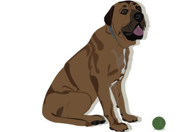 Mastiff köpek