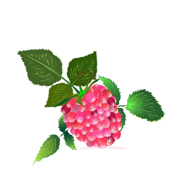 Raspberry from the bush — Stock Vector