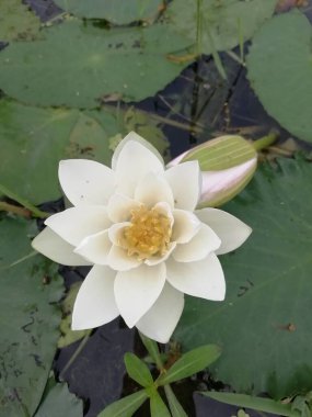 Su zambağı, Bangladeş 'in ulusal çiçeği.