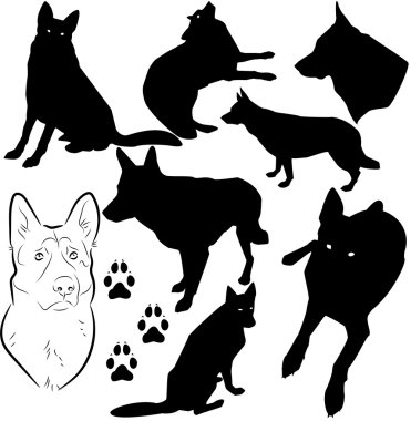 Alman çoban köpeği