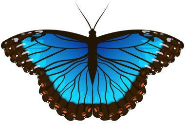 Morpho butterfly clipart