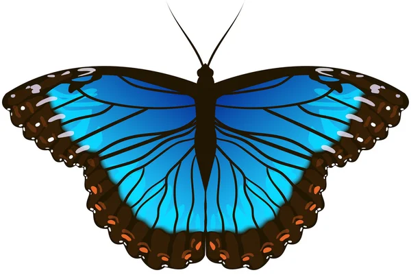 Morpho butterfly — Stock Vector