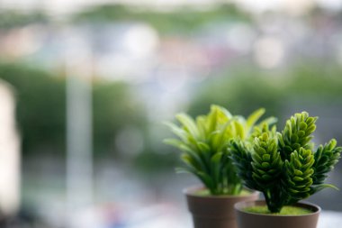 Güzel plastik çiçekler ve bokeh arka planlar.