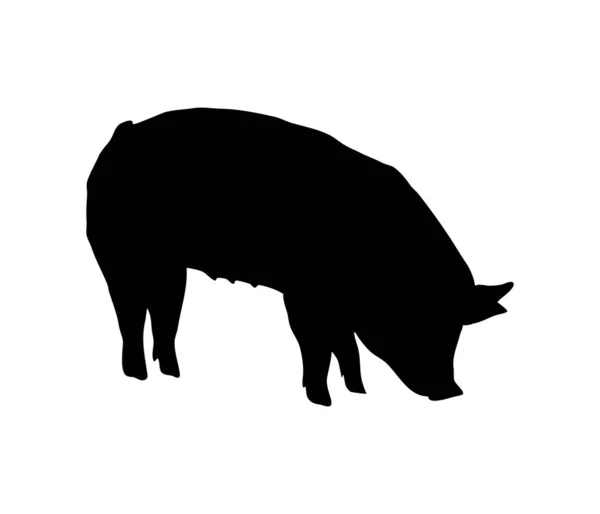 Schwein frisst Silhouette. Bücken Sie sich zum Essen. Solider Realist — Stockvektor