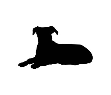 Ortalama bir köpek yalan söyler ve izleyiciye bakar. Önüne bak. Siluet