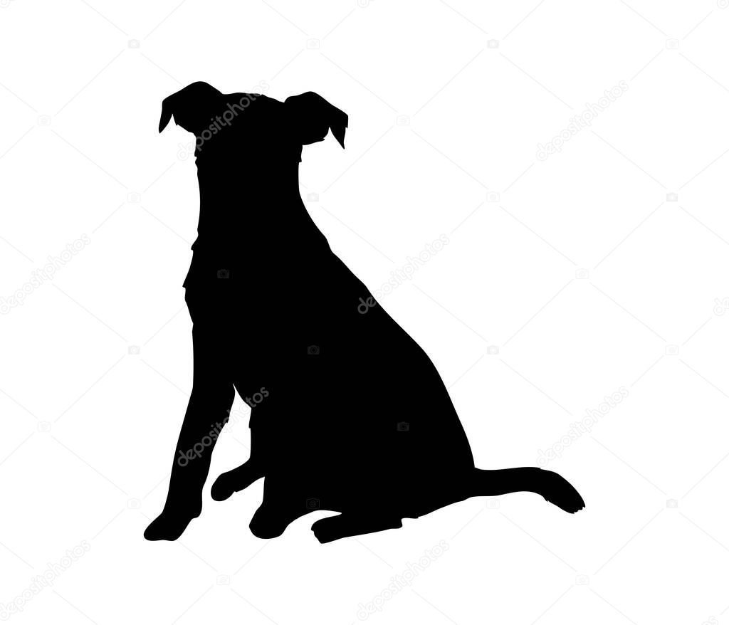 Cute jack russell terrier silhouette. A hunting dog. Sit and look ahead.