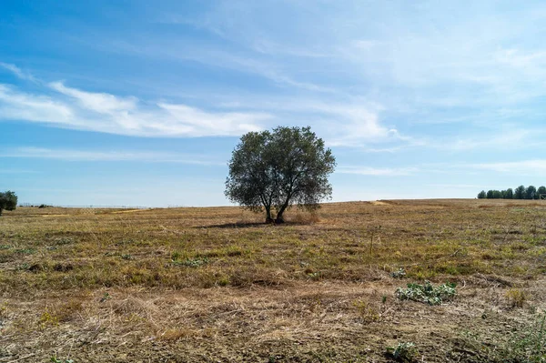 Árvore Solitária Num Prado Seco Imagem Que Representa Efeitos Calor — Fotografia de Stock