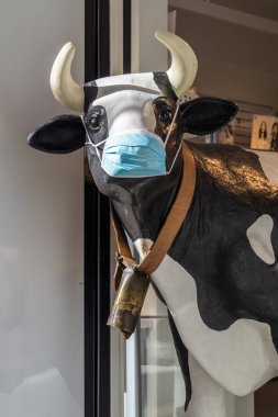 COVID-19 'dan kendini korumak için maske takan bir süt ineği figürü. Cerrahi maske takan bir hayvanın komik fotoğrafı. Oyuncak inek kameraya bakıyor..