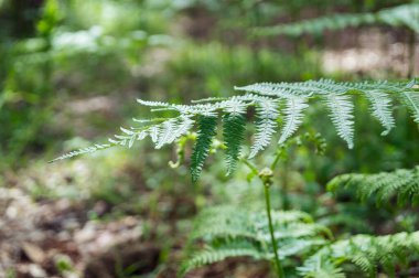 Güneşli yeşil yaprakları ve vahşi doğası olan bir dala yakın çekim. Bolca eğreltiotu bitkisi (Filicopsida) olan Valdivian ormanı veya Valdivian ormanı. Seçici odak.