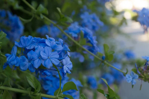 Hortênsias Bonitas Com Flores Azuis Planta Ornamental Cor Azul Família — Fotografia de Stock