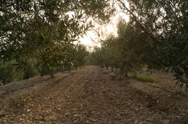 Gün batımında zeytin tarlası. Kenarlarında zeytin ağaçları olan toprak bir yol. Masa zeytinyağı ve zeytinyağı üretmek için tarım çiftliği. 
