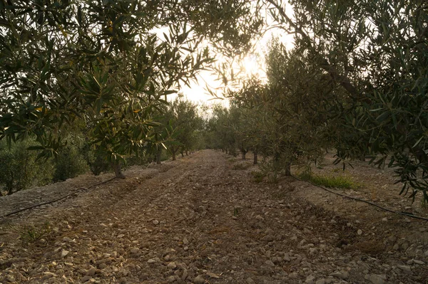 Campo Oliveiras Pôr Sol Estrada Terra Com Oliveiras Nas Laterais — Fotografia de Stock