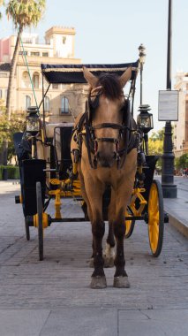 Sevilla 'da (Endülüs, İspanya) bir at arabasının ön görüntüsü. Güzel kahverengi at yeni müşteriler gelene kadar dinleniyor..