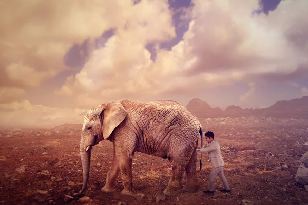 Homem de negócios empurrando um elefante — Fotografia de Stock