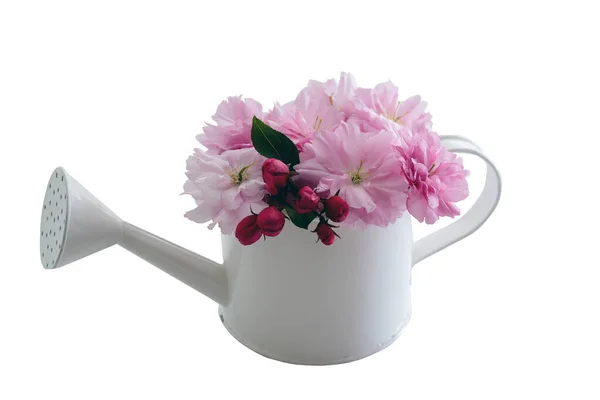 Gießkanne Für Drinnen Mit Rosa Blühenden Blüten Isoliert — Stockfoto