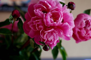 Pioni pembesi, evin içinde çiçek açıyor..