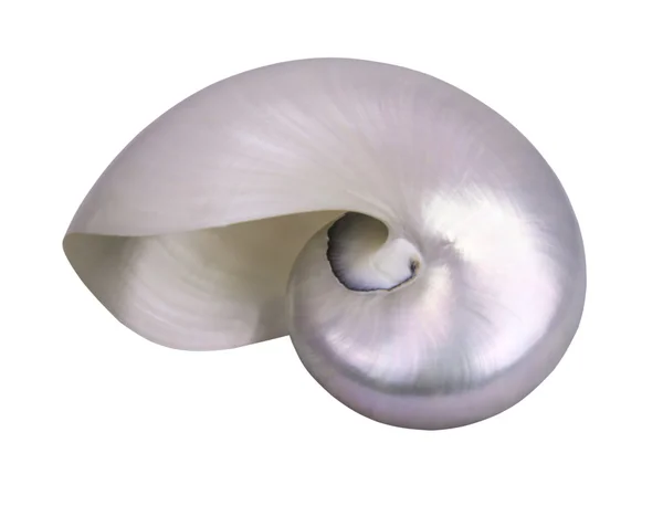 Seashell horizontale — Stockfoto