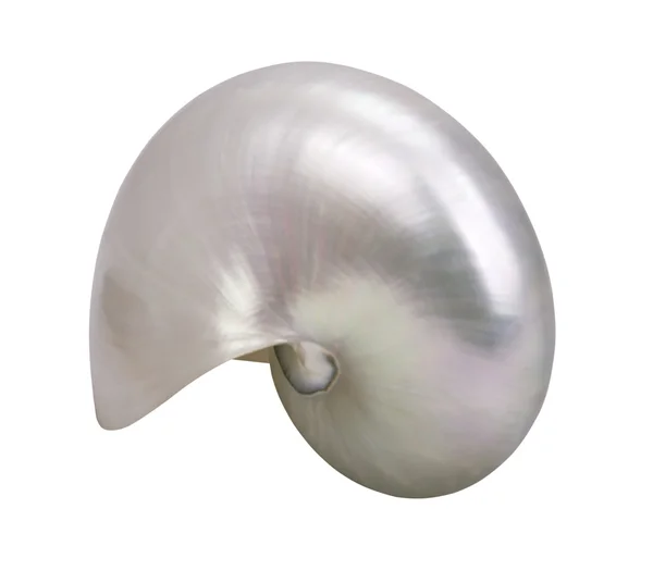 Seashell dikey