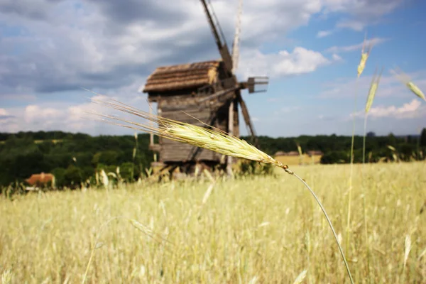 Paysage rural avec germe de blé et moulin à vent — Photo