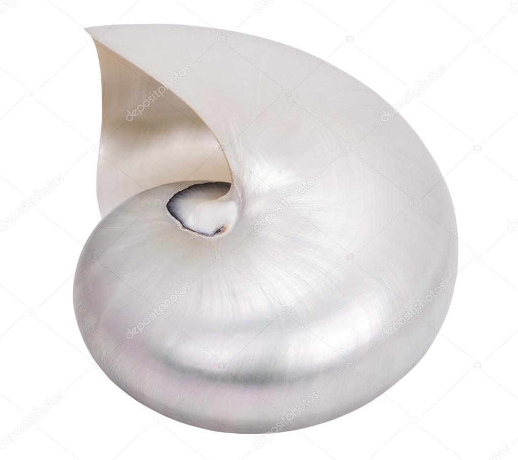 big seashell