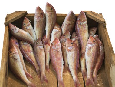 surmullet