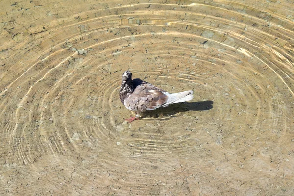 Die Taube im Wasser — Stockfoto