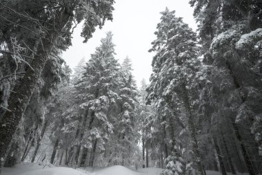 Yatay manzara - Kışın güzel karlı köknar ağaçları