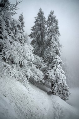 Beyaz kardaki peri masalı Noel ağaçları - yatay kış manzarası