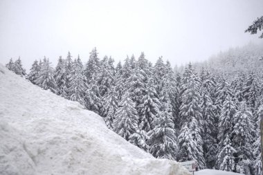 Yatay kış manzarası - beyaz kardaki köknar ağaçlarından oluşan bir orman