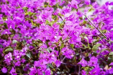 Güzel çiçekler - Bougainvillea glabra veya spectabilis