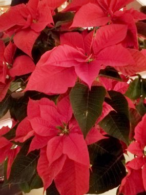 Yeni Yıl Çiçeği - Noktalı Freya Kırmızı