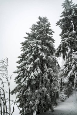 Kışın karla kaplı bir ormanda büyük köknar ağaçları.
