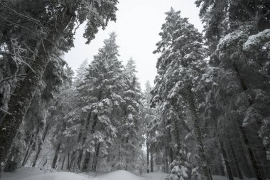 Almanya 'da sayısız köknar ağacı olan bir kış ormanı.