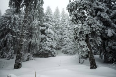 Kışın Kara Orman, Almanya