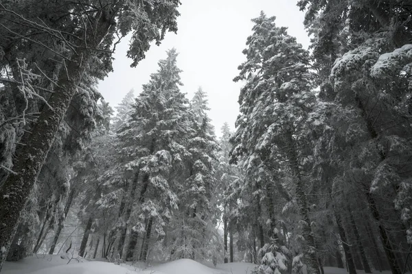 Almanya 'da sayısız köknar ağacı olan bir kış ormanı.