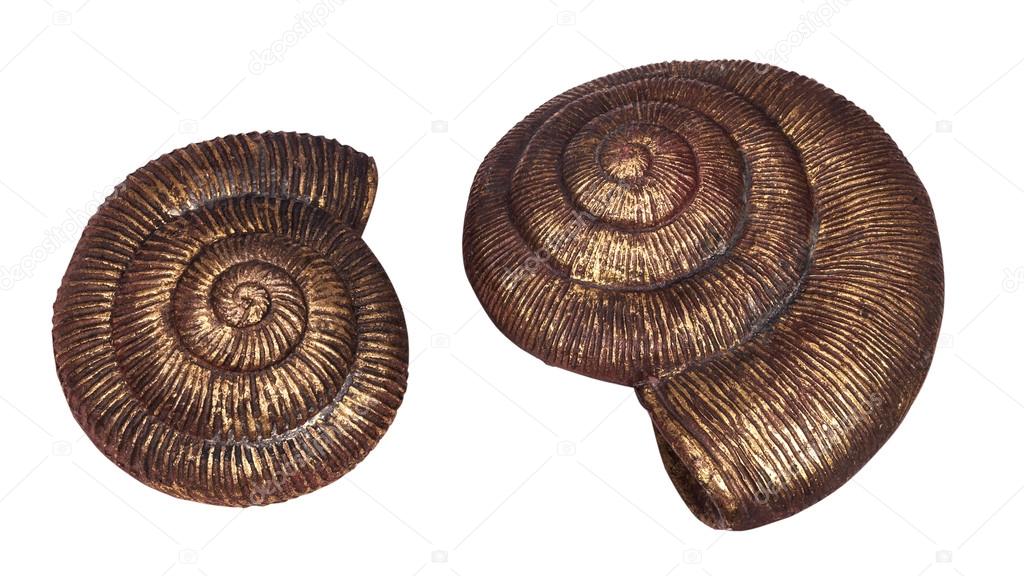 two big shell