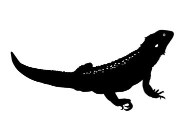 Download Bearded Dragon Free Vector Eps Cdr Ai Svg Vector Illustration Graphic Art