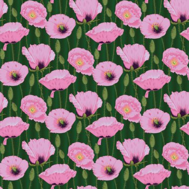 Kusursuz Pembe Papaver Rhoeas Çiçek Deseni